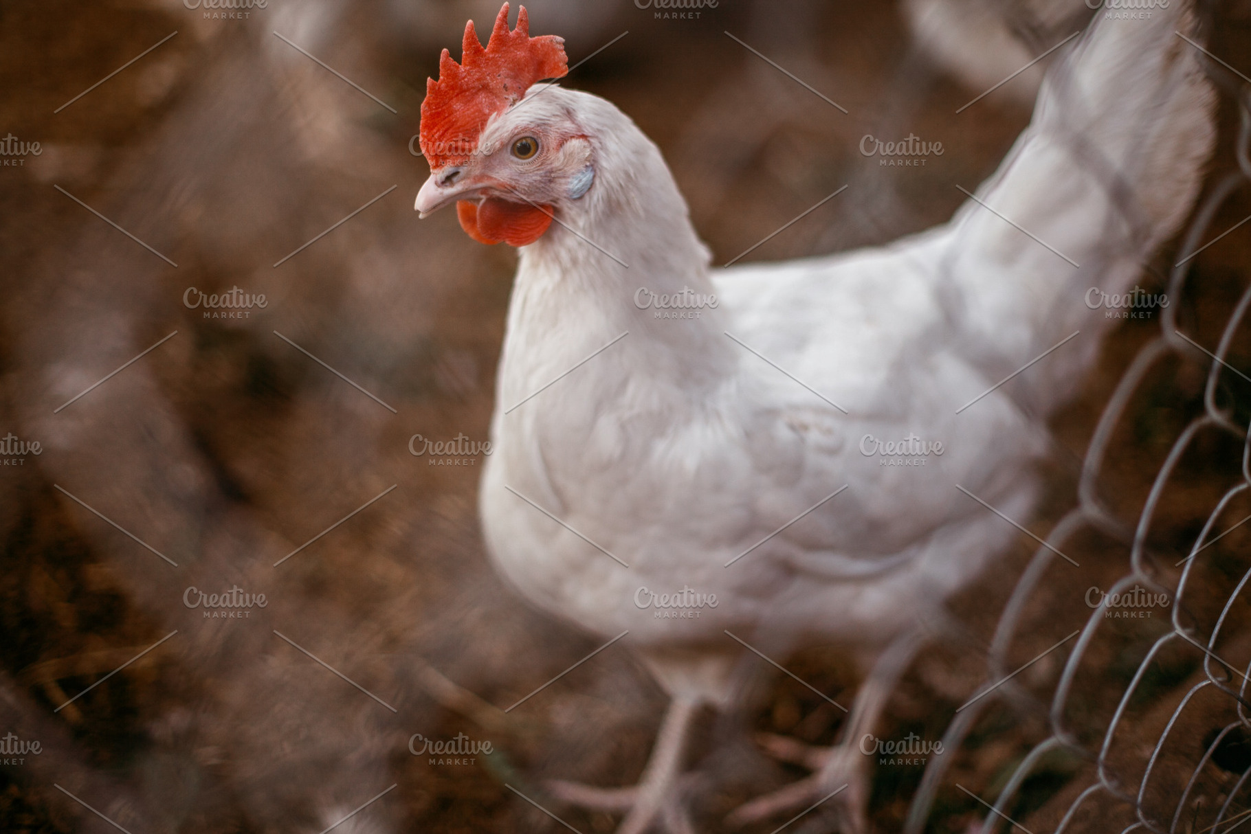 Broiler chiken in farm, a Photo by Vov4h