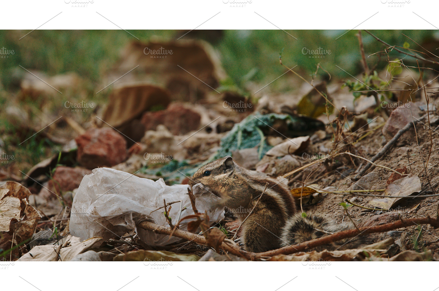 Squirrel chewing plastic bag in city, an Industrial Photo by Our Amazing World