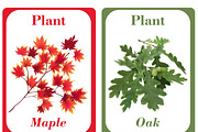 Plants Flash Cards For Kids, a Card Template by DigitalsDesigns (Thumbnail 3 of 4)