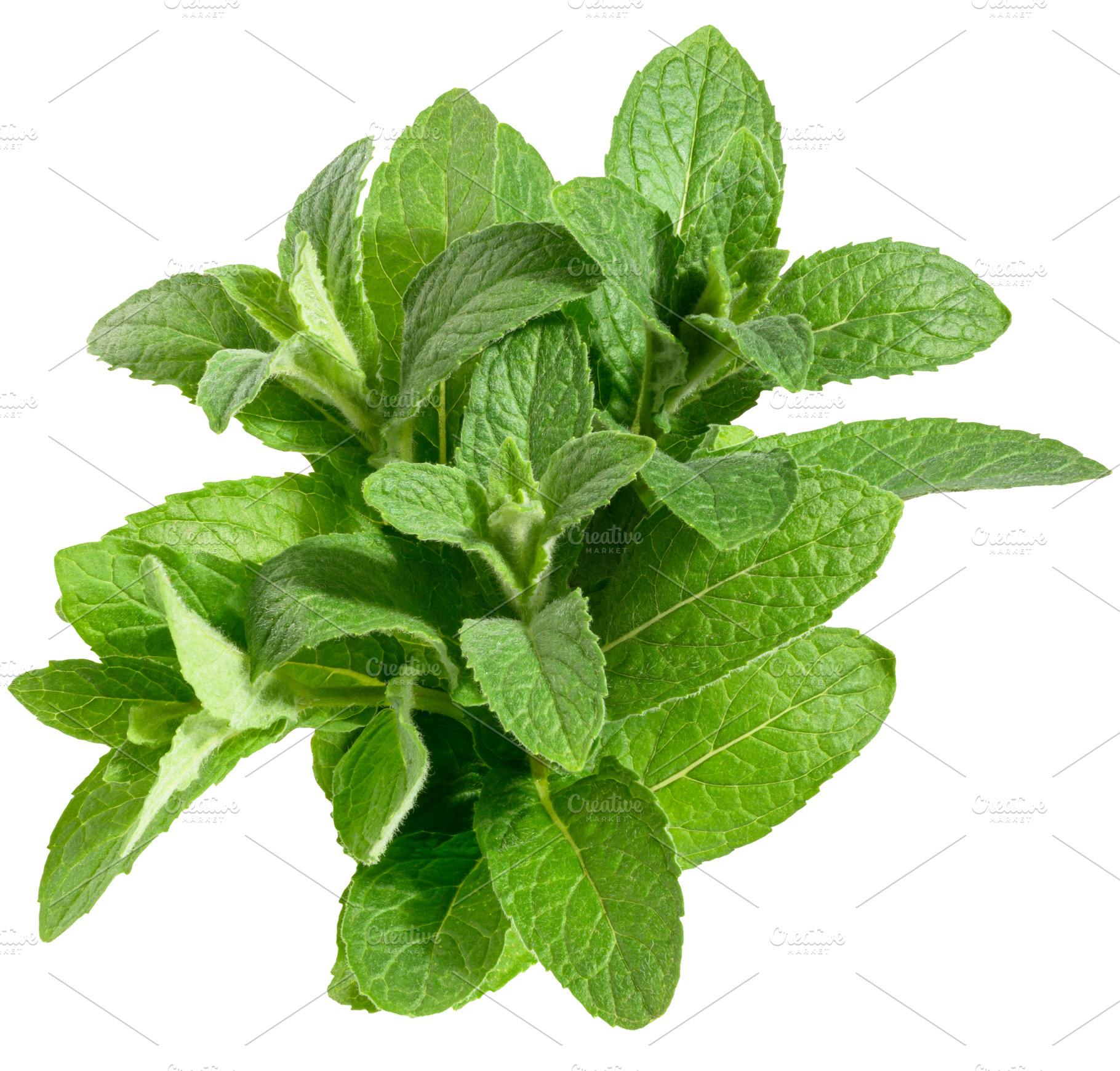 Bunch of fresh mint with green leaves on isolated background, a Food & Drink Photo by ndanko