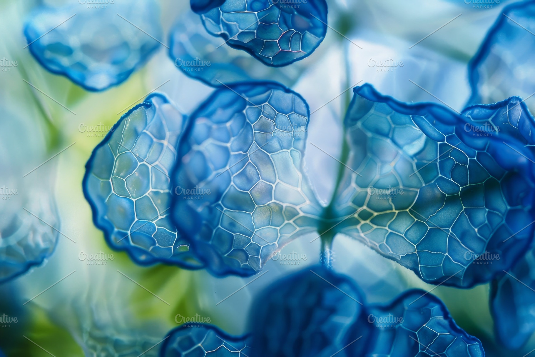 Delicate blue hydrangea petals showc, a Photo by Tanuart