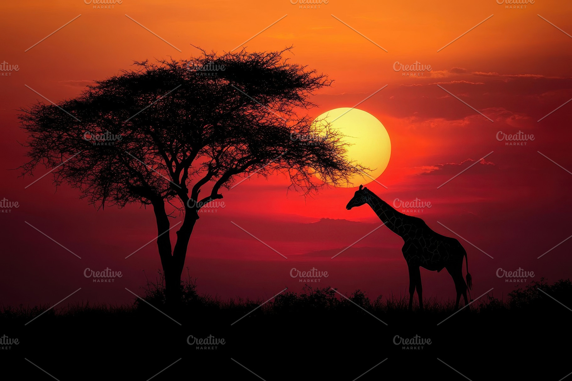Majestic giraffe silhouettes against, a Photo by Pavel_design