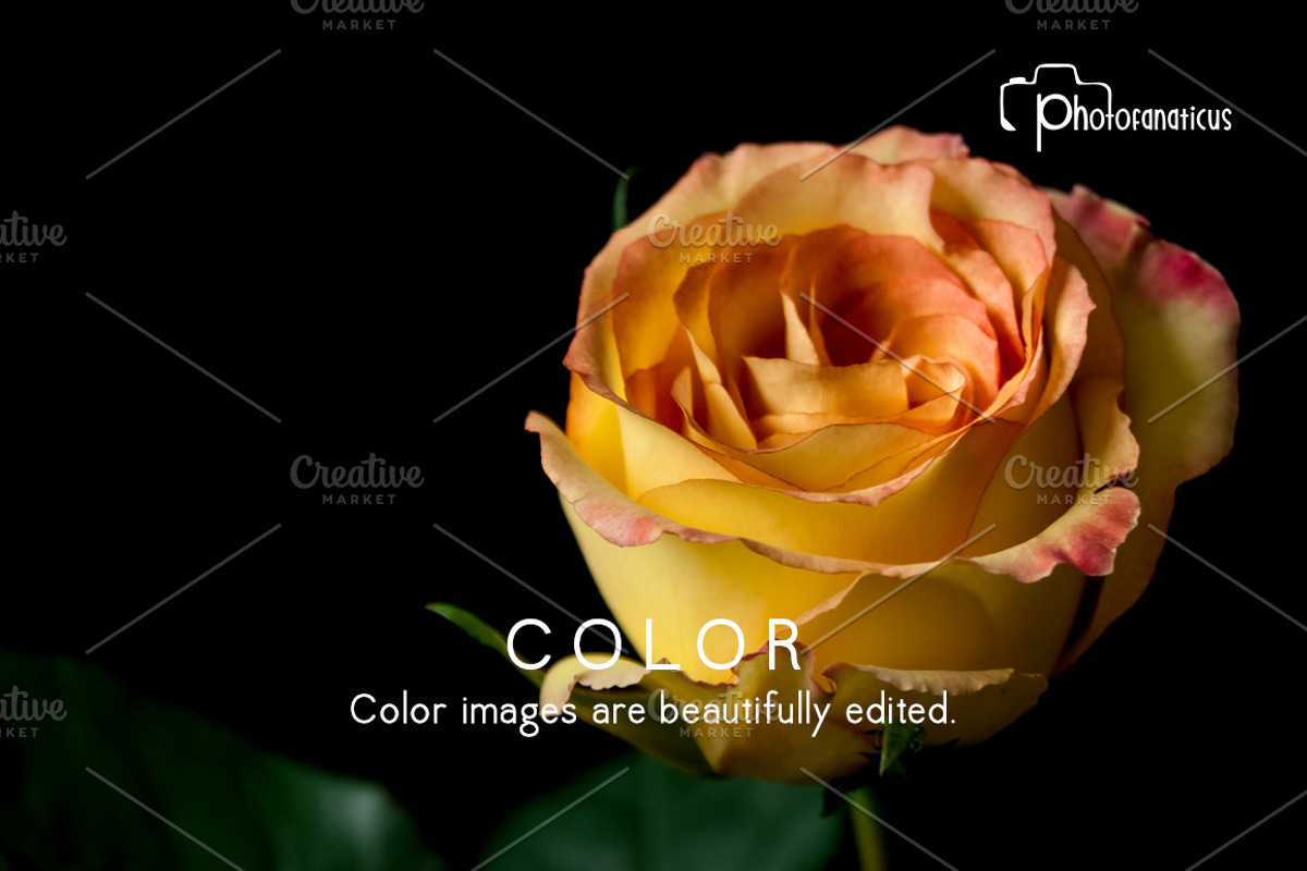 25 Color Flower Vol 1. Photos Hi Res, a Nature Photo by Artfanaticus (Photo 4 of 5)