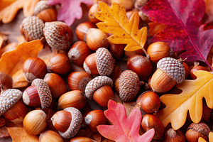 Autumn acorns and colorful leaves, a Nature Photo by AlyaAnd