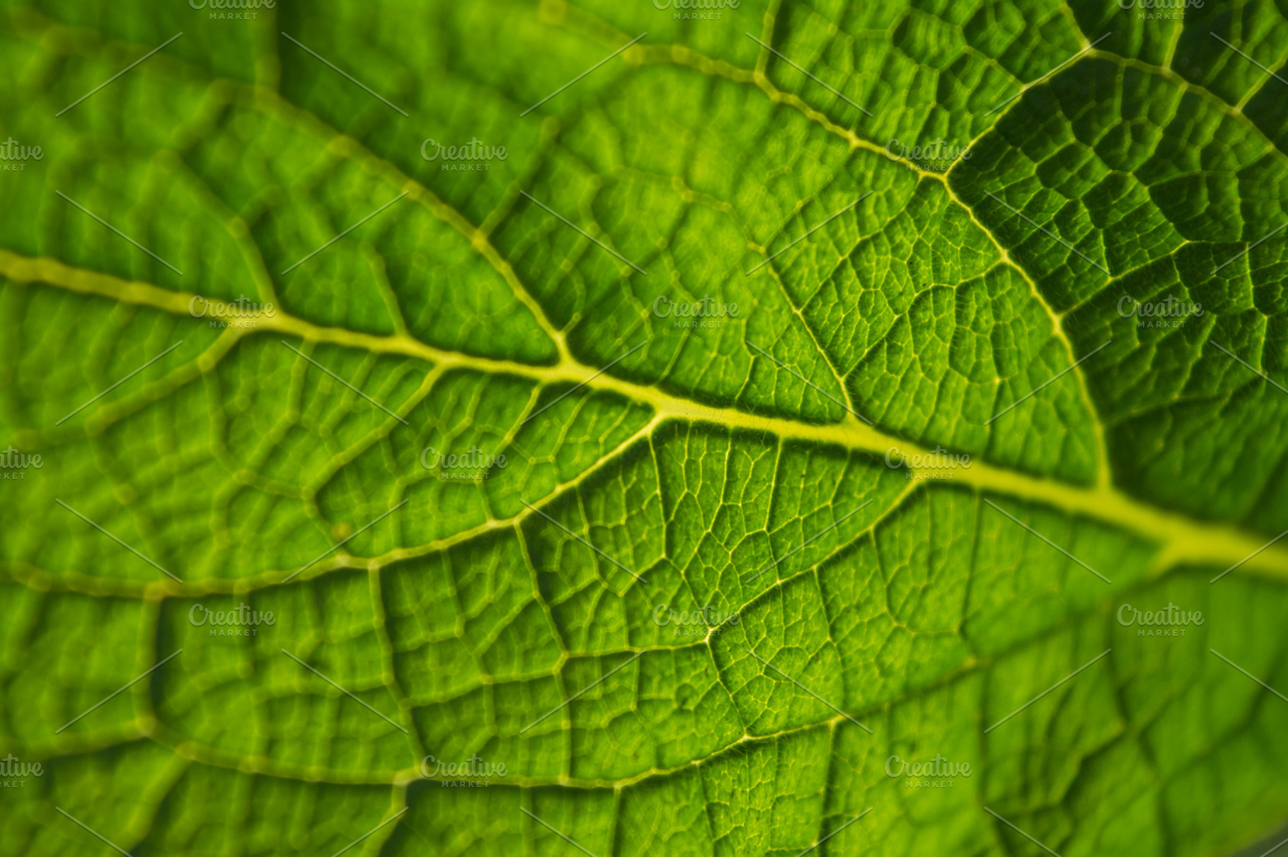 Green Leaf Veins Macro Texture