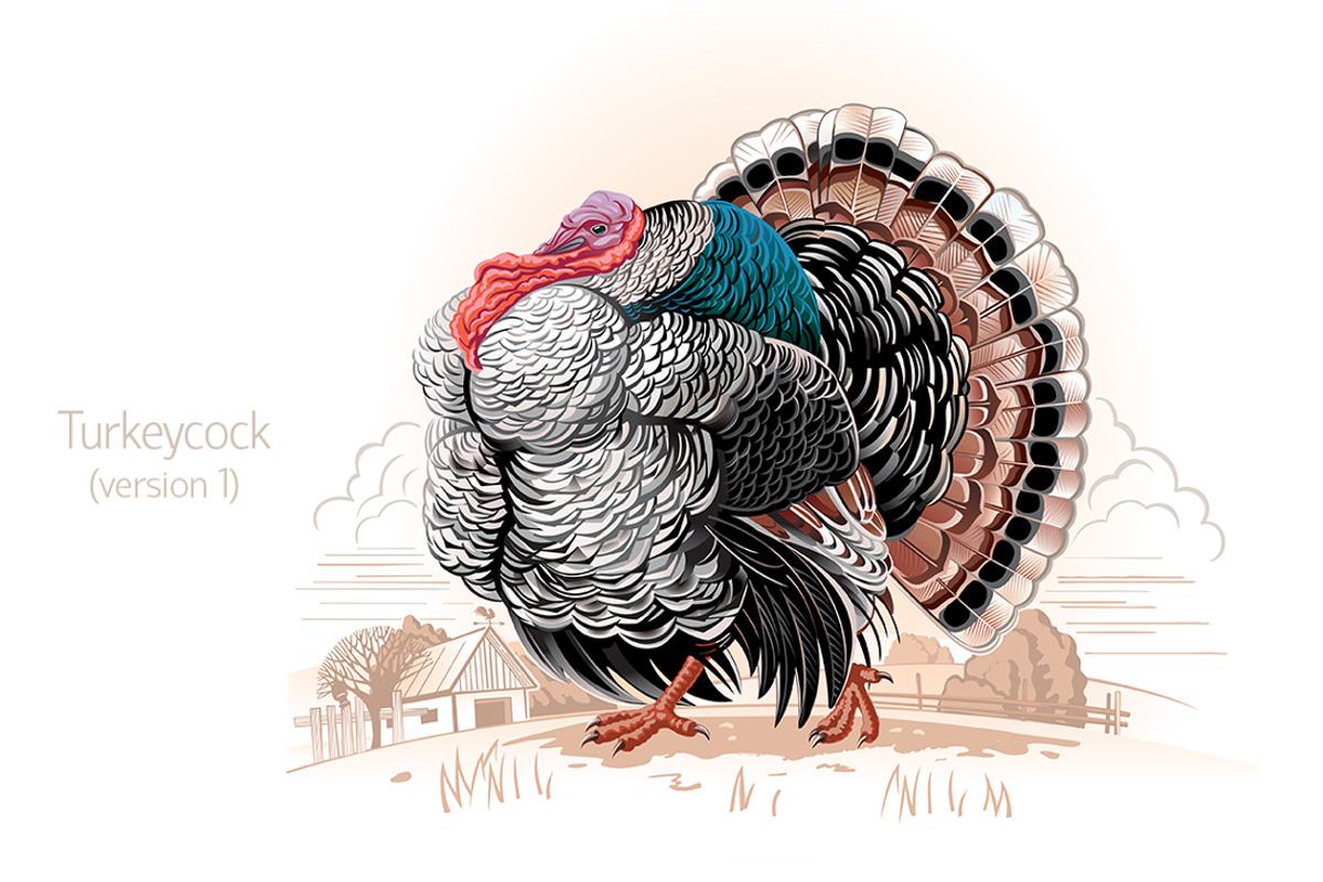 Farm birds set, an Animal Illustration by Countryside life (Photo 4 of 12)