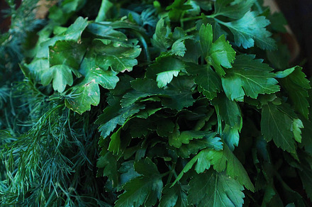 Greenery stock photo