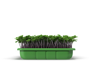 Seedlings Tray 2