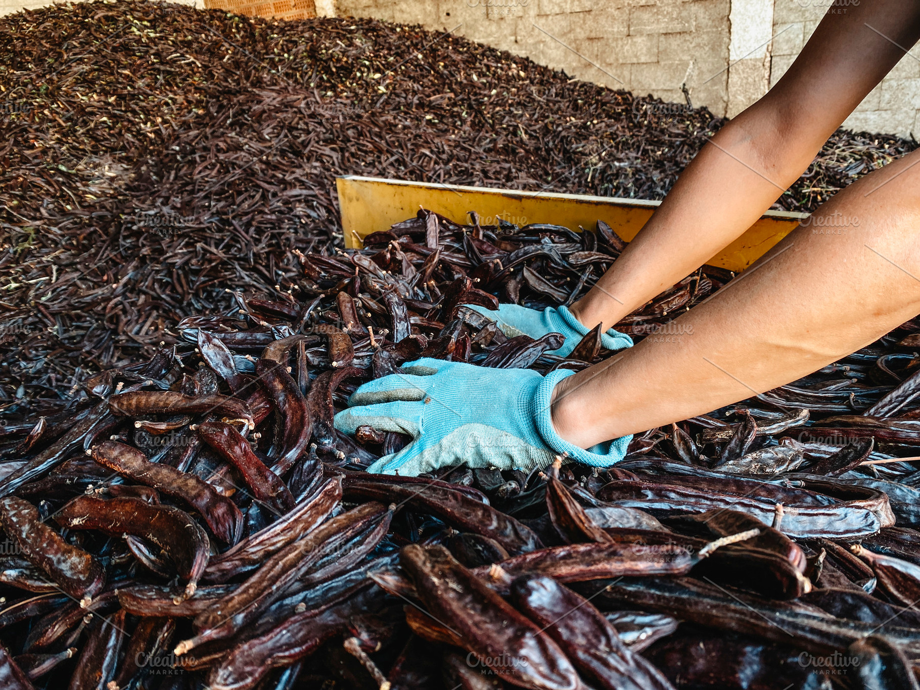 a man pushes carob pods from a trailer into a pile, a Photo by Nito