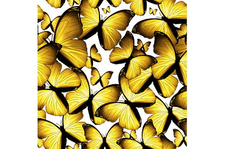 butterflies, an Animal Photo by BazziBa♥