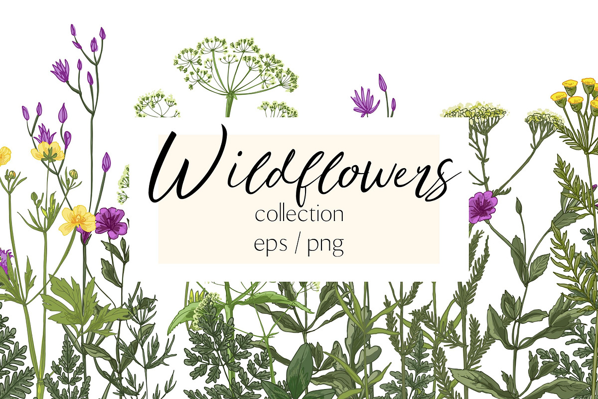 Wild herbs. Wildflowers in summer, an Illustration by irina.vaneeva (Photo 1 of 5)