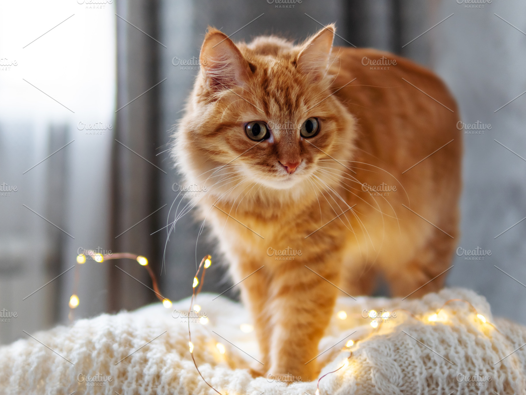 Cute ginger cat on white sweater featuring cat, cute, and ginger, an Animal Photo by Aksenov_K