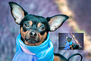 15 Dog Styled Photos, an Animal Photo by WildStrawberry Magic (Thumbnail 9 of 11)