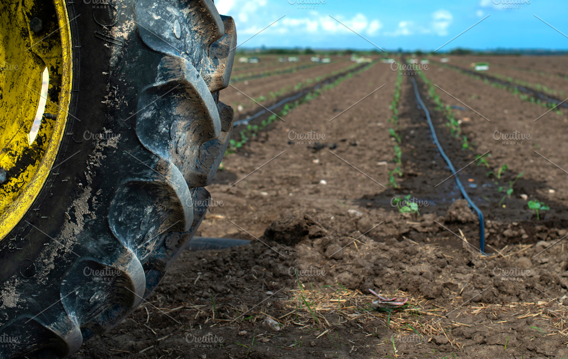 Tractor tire seedlings in rows on th containing seedlings, tractor, and tire, an Industrial Photo by Deyan Georgiev