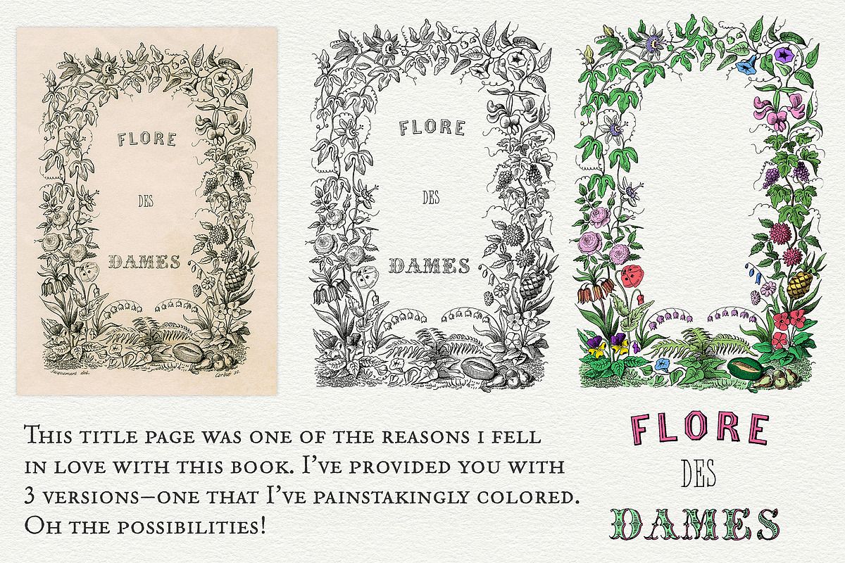 Flore des Dames Vintage French, an Illustration by French Kiss Collections (Photo 10 of 16)