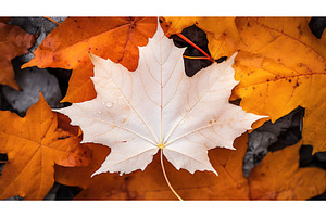 fragile foliage white autumnal close, an Abstract Photo by pikepicture