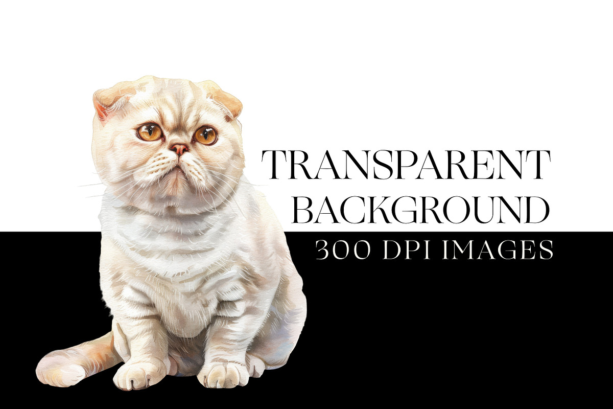 Scottish Fold Cat Clipart, Cat Breed, an Animal Illustration by BrushstrokeArtGB (Photo 7 of 9)