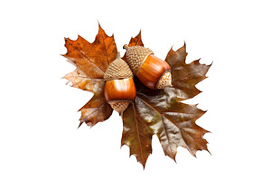 Autumn acorns on oak leaves isolated, a Nature Photo by Ylivdesign