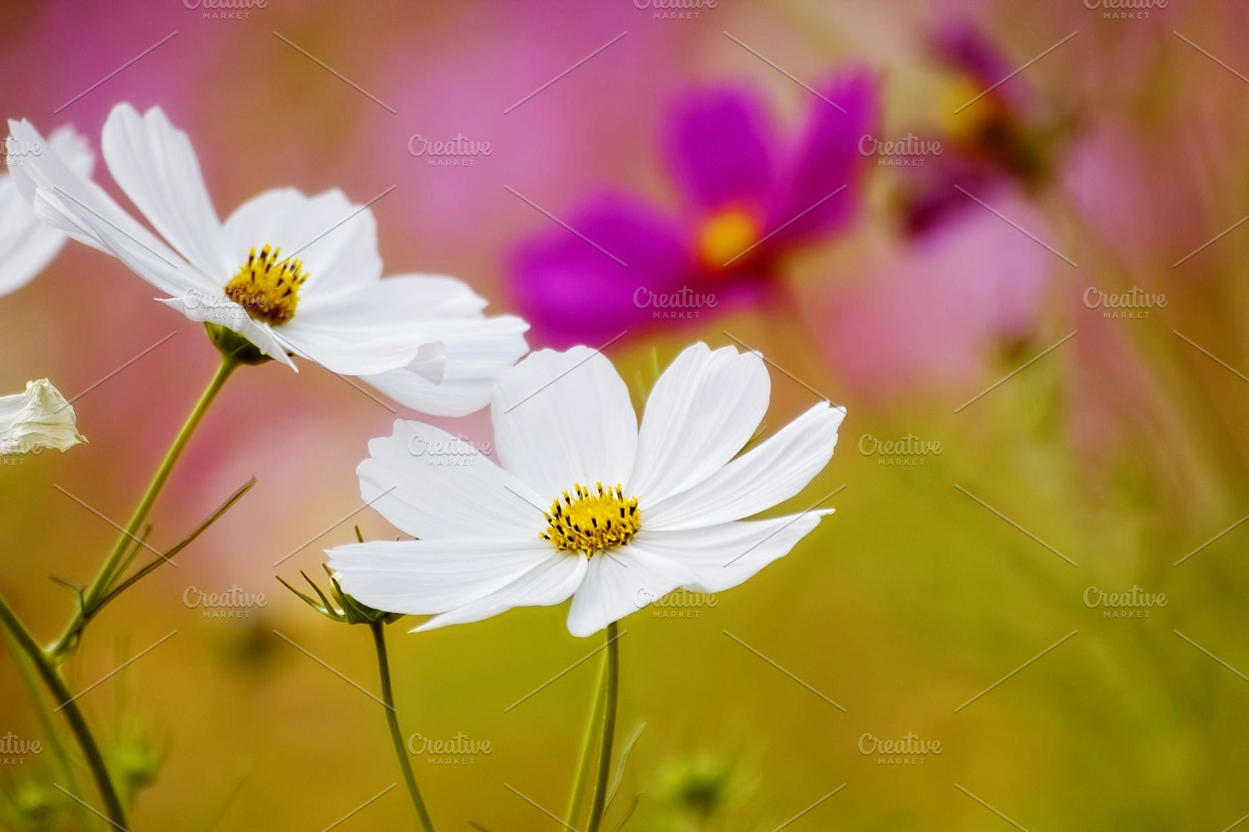 Flowers Close Up Background