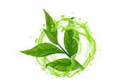 Green Tea Leaf With Water Splashes, a Food Illustration by Stellalunarts (Thumbnail 3 of 4)