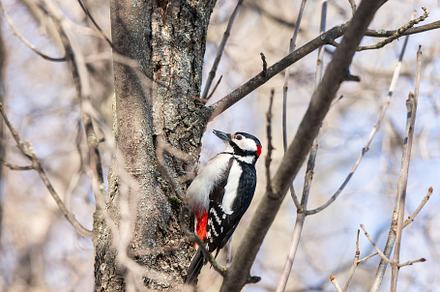 woodpecker in the park on a tree, an Animal Photo by AlexBush