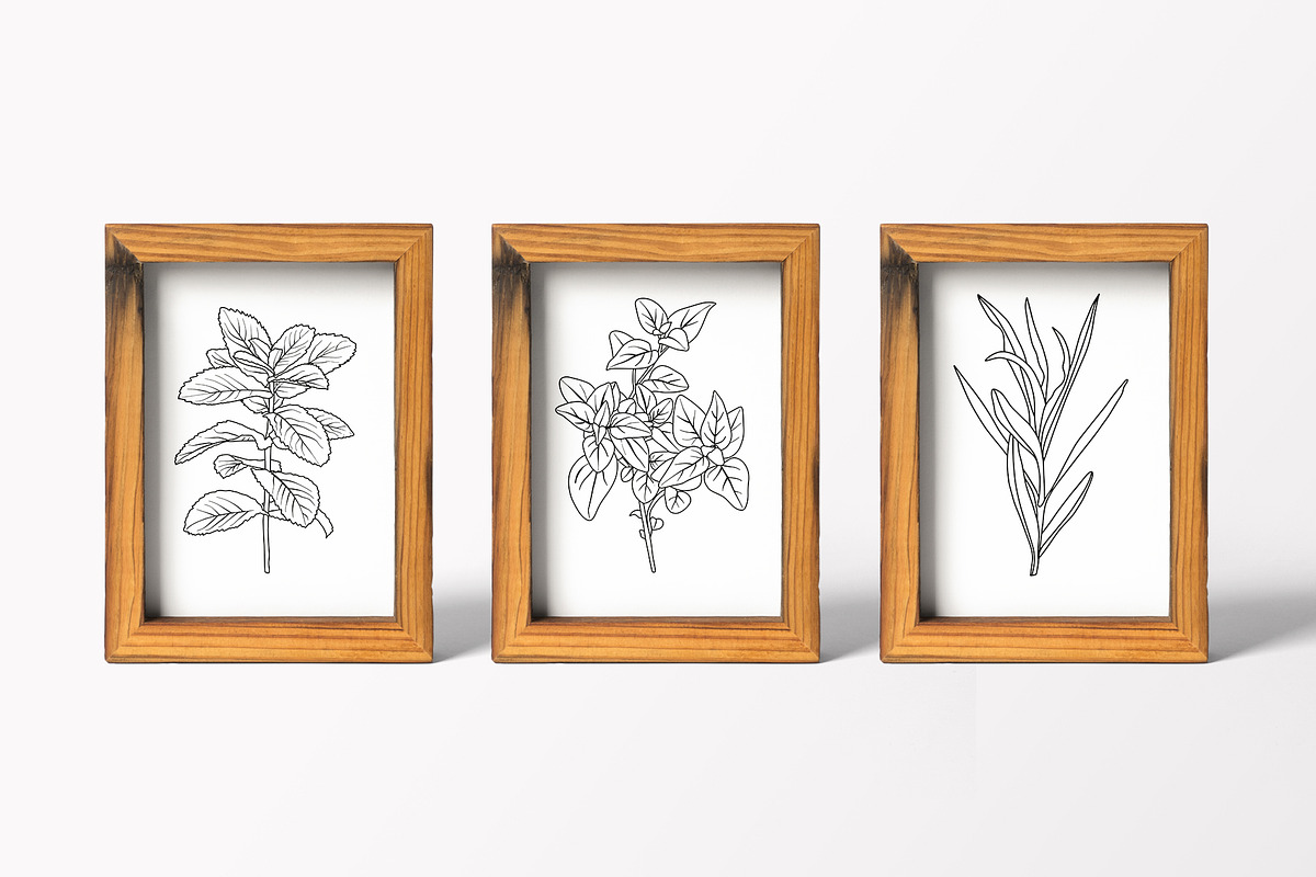 Vector Culinary Herbs & Spices, an Illustration by OM Creativ (Photo 4 of 6)