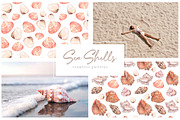 Sea shells Watercolor collection, an Illustration by CrystalinaShop (Thumbnail 3 of 5)
