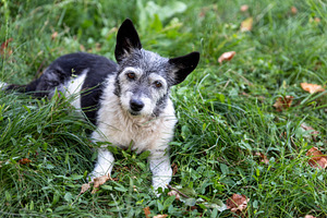 Adorable Mixed Breed Dog in Grass, an Animal Photo by Ales Munt