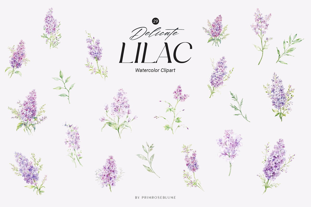 Delicate Lilac Watercolor Clipart, a Decorative Illustration by Primrose Blume (Photo 2 of 4)