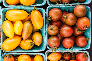 Colorful tomatoes at the farm featuring autumn, fall, and harvest