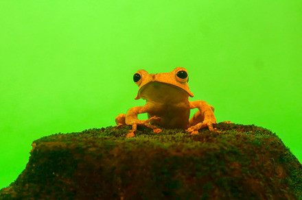 Wallace's flying frog, frogs, tree