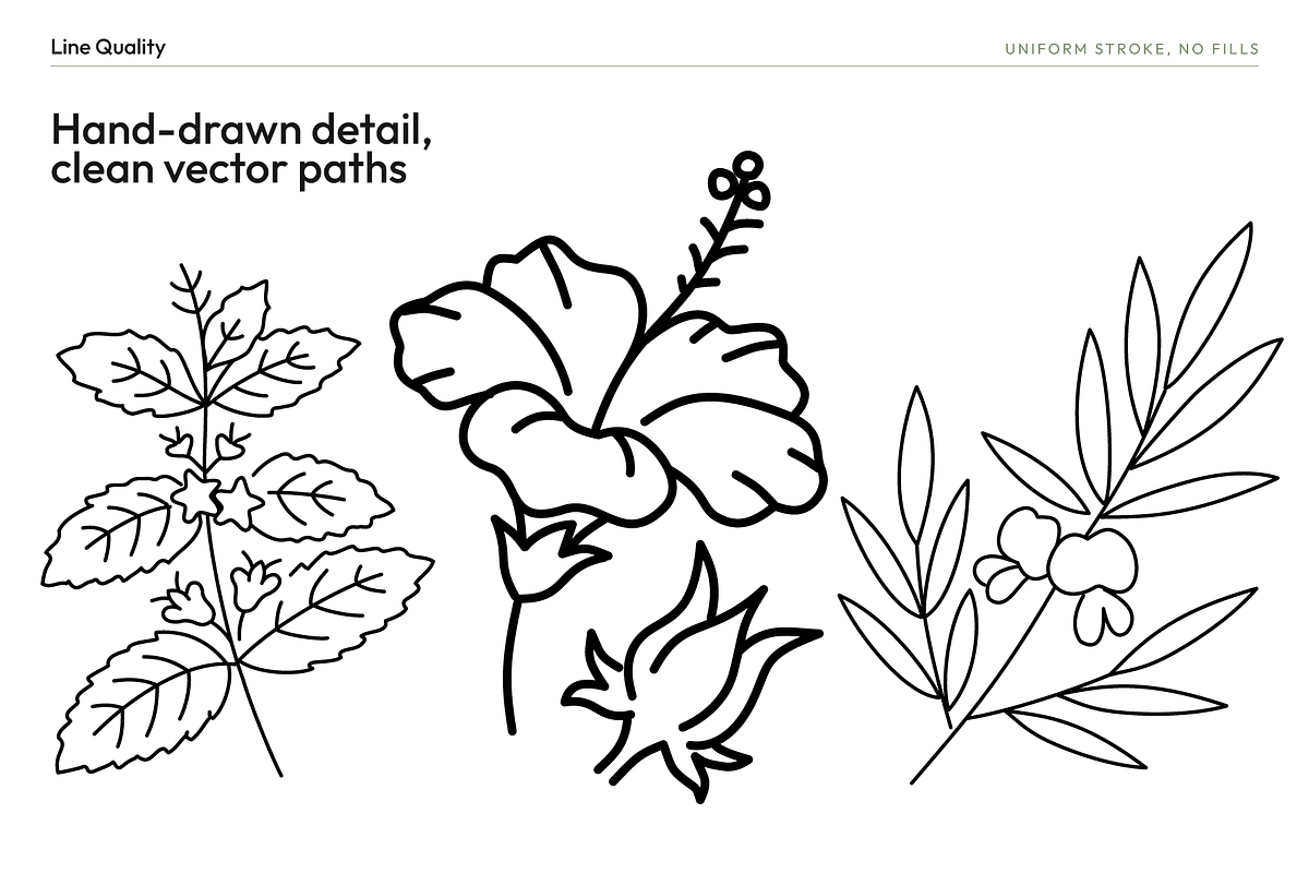 180 Botanical Ingredient Line Icons, an Outline Icon by Ilia Design (Photo 3 of 13)