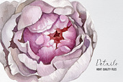 Watercolor pink peonies clipart, an Illustration by yana.fefelova (Thumbnail 4 of 5)