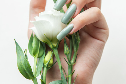 Elegant hand holding a white rose with green leaves and long man, a Photo by Olena Rudo