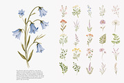 a wildflower meadow clipart set, a Decorative Illustration by Patishop Art (Thumbnail 4 of 12)