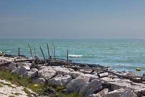 Rotten driftwood, branches, and logs washed ashore by the sea on, a Nature Photo by Bepslabor
