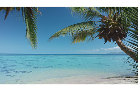 Palm trees swaying on tropical beach