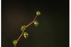 Fresh green leaves background, a Nature Photo by Lukas Jonaitis SHOP