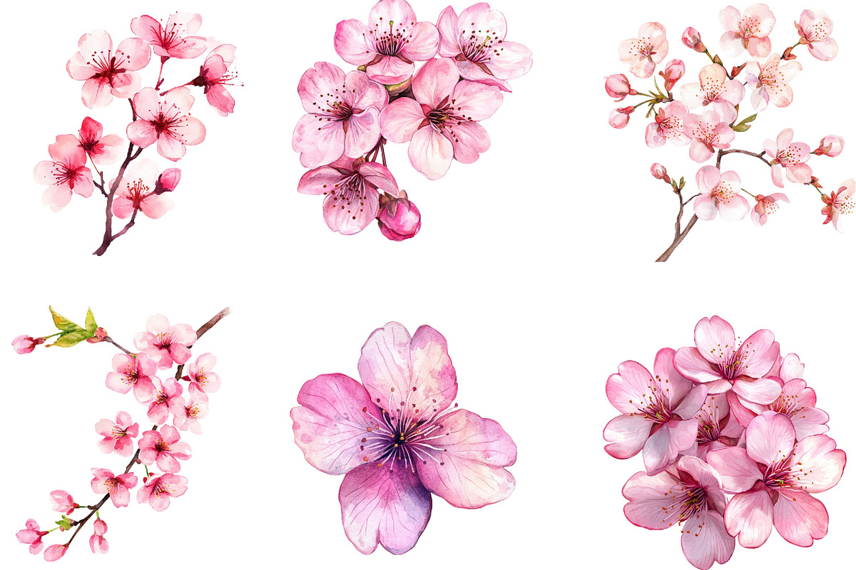 Watercolor Cherry Blossom Clipart, an Illustration by Designking (Photo 2 of 5)