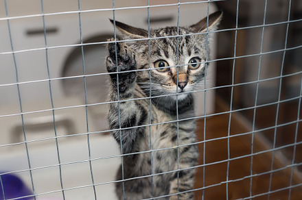 Little kitten in a shelter cage