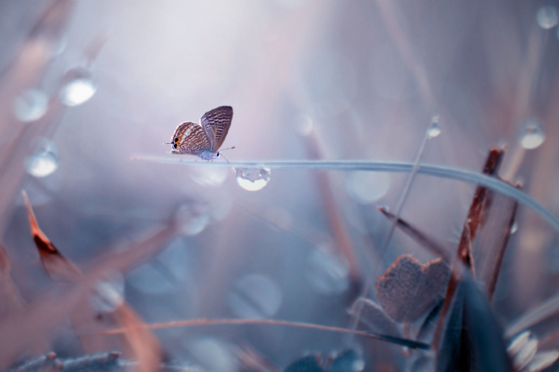 Butterfly insect macro stock photo containing butterfly and insect, an Animal Photo by roni kurniawan