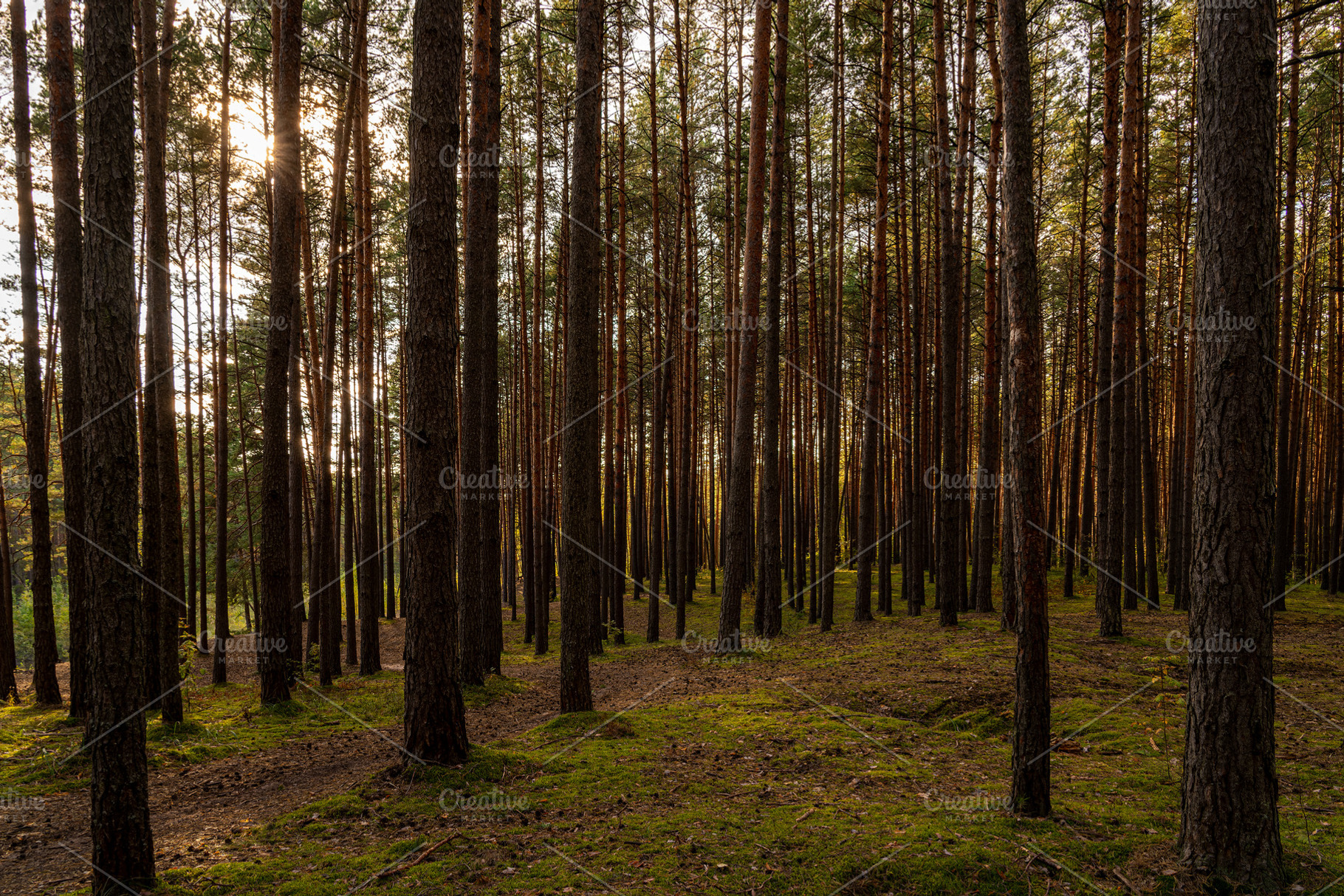 Sunrise or sunset in tall pine forest with long shadows on mossy ground. Nature, a Nature Photo by Eugene_Photo