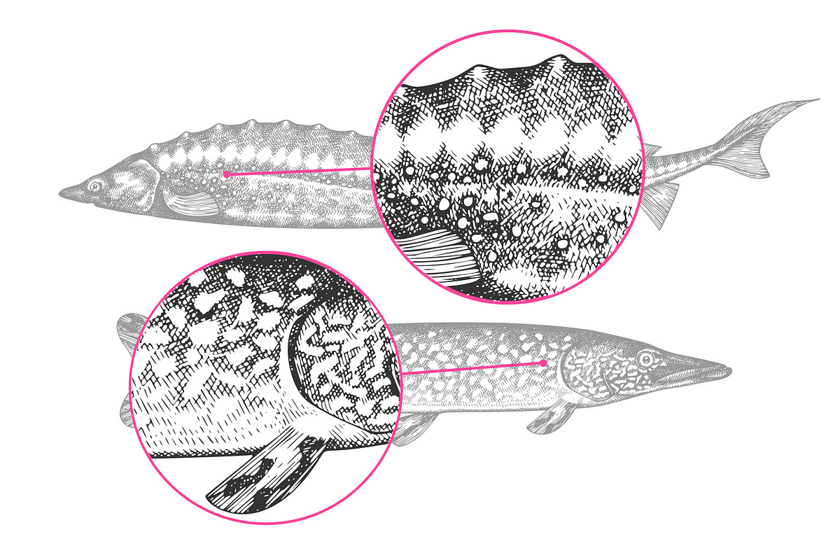 Fish#2 Vector Collection, a Food Illustration by Lubov Illustrations Shop (Photo 6 of 12)