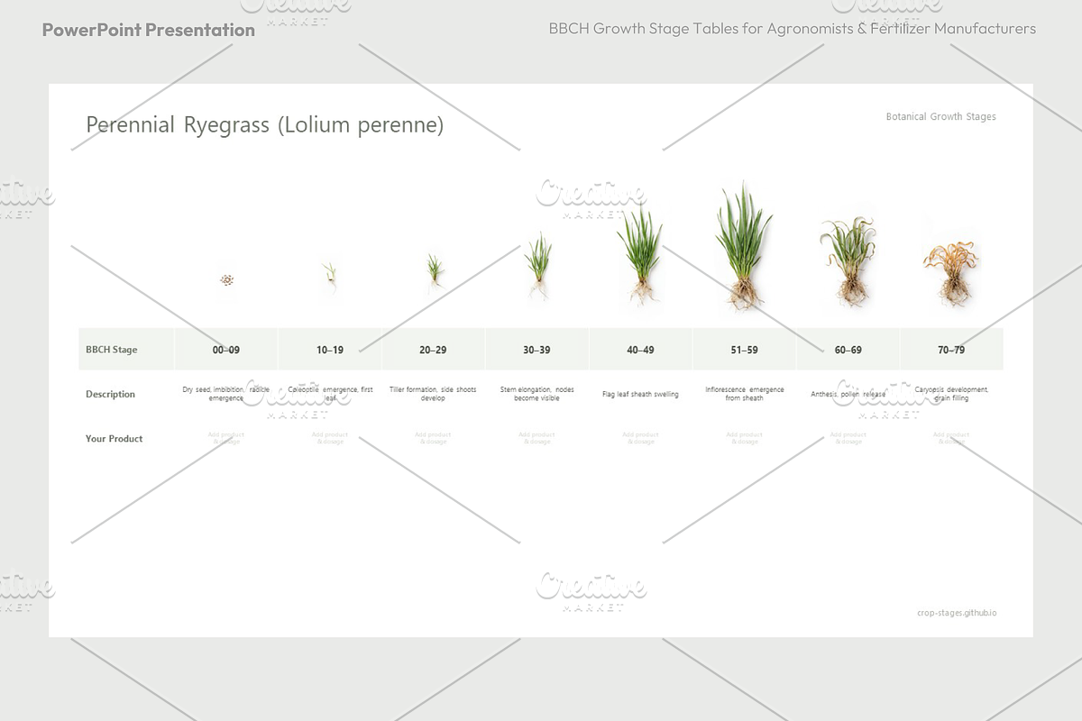 BBCH Growth Stages, Cereals & Grains, a Presentation Template by Ilia ...