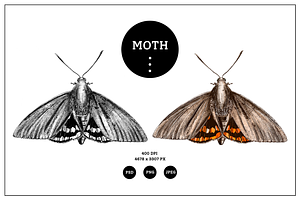 Moth