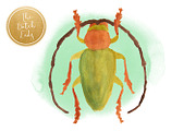Handpainted Insect Clipart Set, an Illustration by The Dutch Lady Designs (Thumbnail 2 of 6)