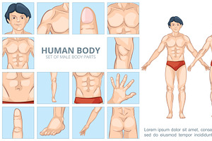 Cartoon male body parts concept
