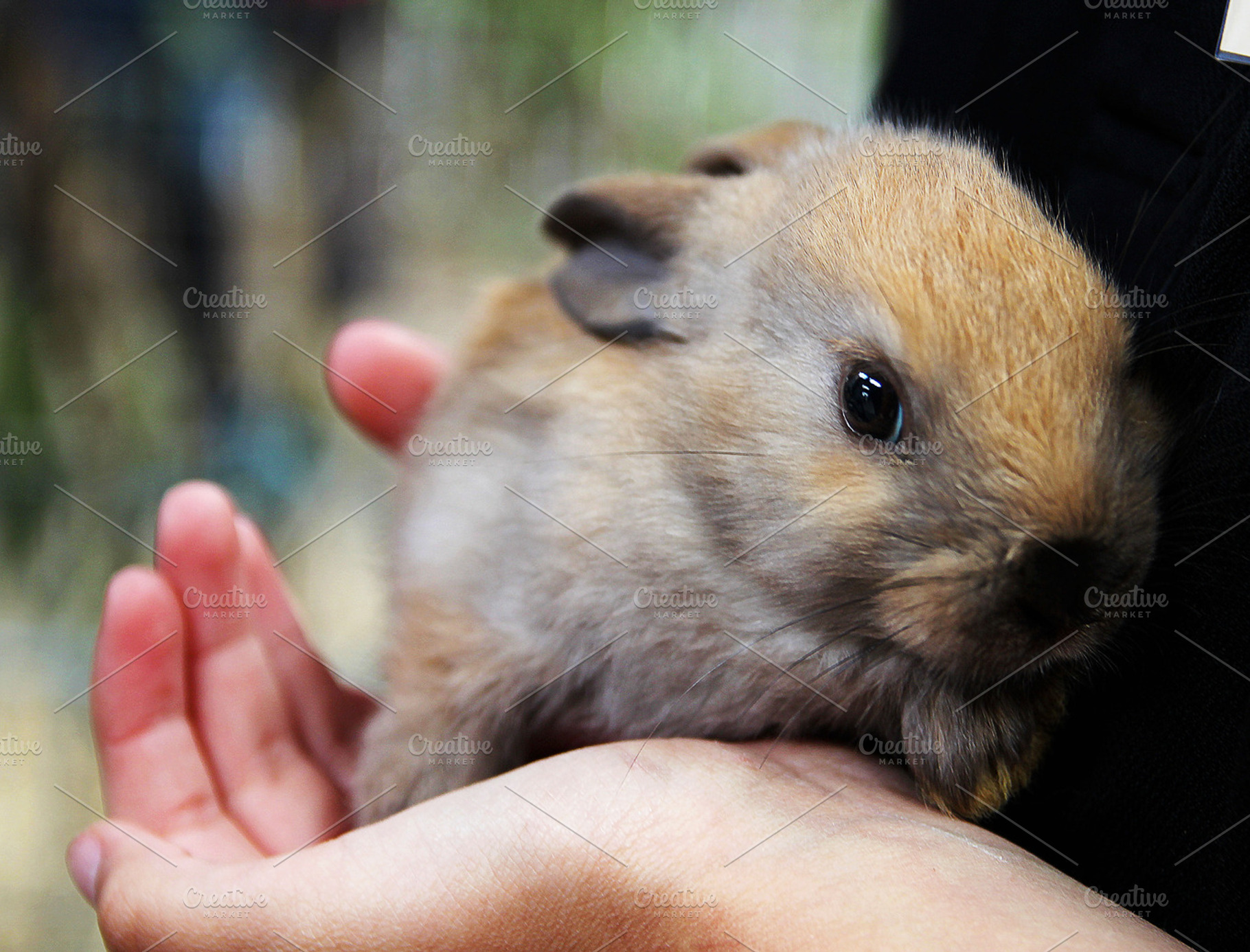 Rabbit In Hand, an Animal Photo by PepPhelan