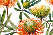 Pincushion Protea Flowers, a Decorative Illustration by Karliefie (Thumbnail 6 of 8)