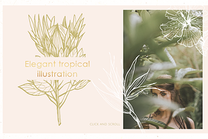 Tropical Illustrations & Patterns